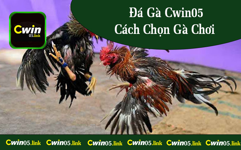 Đá Gà Cwin05 - Cách Chọn Gà Chơi