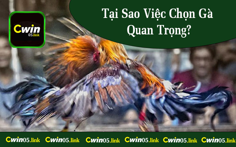 Tại Sao Việc Chọn Gà Quan Trọng?