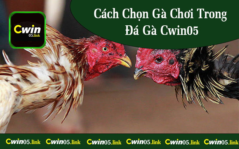 Cách Chọn Gà Chơi Trong Đá Gà Cwin05